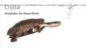  Presentation with under water - Beautiful PPT theme featuring side-view-of-an-african backdrop and a white colored foreground