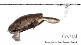  Presentation with under water - Colorful presentation design enhanced with side-view-of-an-african backdrop and a white colored foreground