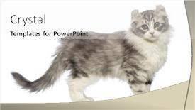  Presentation with kitten - Beautiful slide deck featuring side view of an american curl kitten 3 months old looking at the camera in front of white background backdrop and a white colored foreground