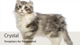  Presentation with hello kitty cute little kitten - Presentation design consisting of side view of an american curl kitten 3 months old in front of white background background and a coral colored foreground