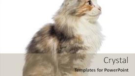  Presentation with kitten - PPT theme with side view of an american curl kitten 3 months old sitting and looking up in front of white background background and a coral colored foreground