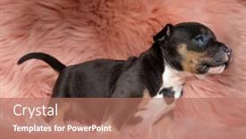  Presentation with bully - Theme enhanced with side-view-of-an-american background and a coral colored foreground