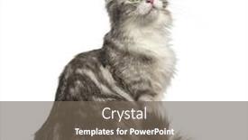  Presentation with healthy workplace full length side view - Beautiful presentation theme featuring side view of an american curl sitting looking up isolated on white backdrop and a gray colored foreground