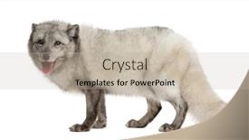  Presentation with fox - Amazing slides having side-view-of-an-arctic backdrop and a mint green colored foreground