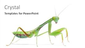  Presentation with australian - Slide set with side-view-of-an-australian background and a white colored foreground