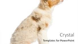  Presentation with australian - PPT theme enhanced with side view of an australian shepherd puppy 3 5 months old sitting and looking up against white background background and a white colored foreground