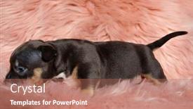  Presentation with bully - Slide deck consisting of side-view-of-an-eager background and a coral colored foreground