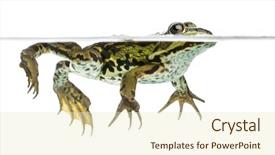  Presentation with frog - Beautiful PPT layouts featuring side view of an edible frog swimming at the surface of the water pelophylax kl esculentus isolated on white backdrop and a cream colored foreground