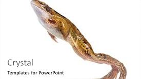  Presentation with frog - Presentation design with side-view-of-an-european background and a white colored foreground