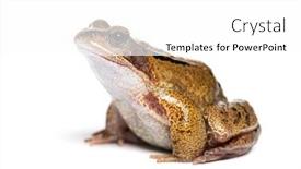  Presentation with frog - PPT theme featuring side-view-of-an-european background and a white colored foreground