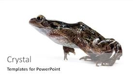  Presentation with frog - Presentation design consisting of side-view-of-an-european background and a white colored foreground