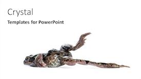  Presentation with frog - Slides having side-view-of-an-european background and a white colored foreground