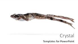  Presentation with frog - PPT layouts featuring side-view-of-an-european background and a white colored foreground