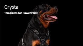  Presentation with rottweiler puppy - Presentation theme featuring side-view-of-beautiful-rottweiler background and a black colored foreground