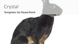  Presentation with healthy workplace full length side view - Slides enhanced with side view of belgian hare isolated on white background and a white colored foreground