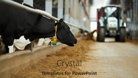  Presentation with cow - Presentation enhanced with side-view-of-black-purebred background and a  colored foreground