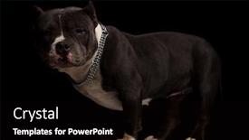  Presentation with grey black white - Audience pleasing slides consisting of side view of black and white american bully standing on grey box on black background backdrop and a black colored foreground