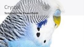 Presentation with blue - Presentation theme consisting of side-view-of-blue-crested background and a white colored foreground