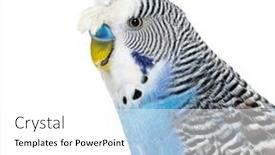  Presentation with blue - Presentation design having side-view-of-blue-crested background and a white colored foreground