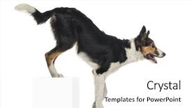  Presentation with border collie 4 years - PPT theme having side view of border collie background and a  colored foreground