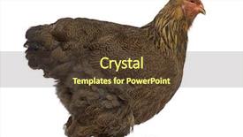  Presentation with chicken - Theme with side view of brahma chicken background and a tawny brown colored foreground