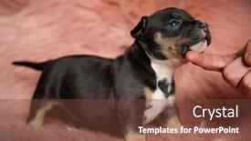  Presentation with bully - Audience pleasing slide deck consisting of side-view-of-curious-american backdrop and a tawny brown colored foreground