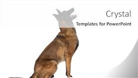  Presentation with belgian food - Presentation theme featuring side-view-of-curious-belgian background and a white colored foreground