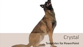  Presentation with belgian food - Presentation with side-view-of-curious-belgian background and a coral colored foreground