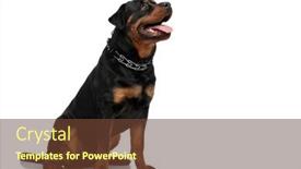  Presentation with tongue - Slide set with side-view-of-curious-rottweiler background and a tawny brown colored foreground