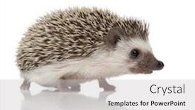  Presentation with body - Presentation theme with view of cute african hedgehog background and a light gray colored foreground