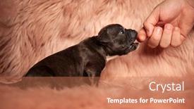  Presentation with bully - Amazing slide set having side-view-of-cute-american backdrop and a coral colored foreground