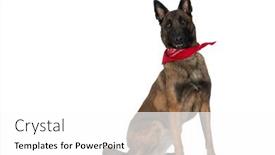  Presentation with cute - Presentation theme with side-view-of-cute-belgian background and a white colored foreground