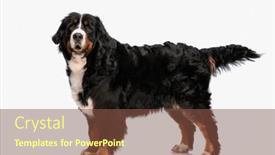  Presentation with tongue - PPT theme enhanced with side-view-of-cute-berna background and a tawny brown colored foreground