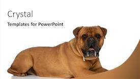  Presentation with dog - Presentation theme enhanced with side-view-of-cute-bullmastiff background and a white colored foreground