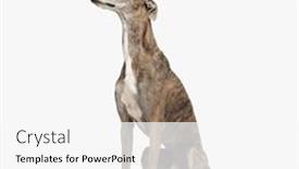  Presentation with english - Slide deck enhanced with side-view-of-cute-english background and a white colored foreground