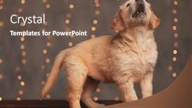  Presentation with golden - Audience pleasing PPT theme consisting of side-view-of-cute-golden backdrop and a tawny brown colored foreground