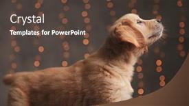  Presentation with golden lights - Audience pleasing PPT theme consisting of side-view-of-cute-golden backdrop and a tawny brown colored foreground