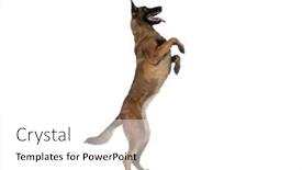  Presentation with police dog - PPT layouts consisting of side-view-of-cute-police background and a  colored foreground