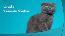  Presentation with fold - Slide deck with side-view-of-cute-scotish background and a teal colored foreground