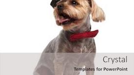  Presentation with currant black white and red - Slide set having side view of cute yorkshire terrier wearing black hat and red bowtie panting and sticking out tongue sitting isolated on white background full body background and a light gray colored foreground