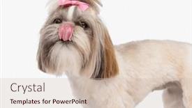  Presentation with nose - Presentation theme having side-view-of-cute background and a  colored foreground