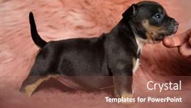  Presentation with bully - PPT layouts having side-view-of-dutiful-american background and a tawny brown colored foreground