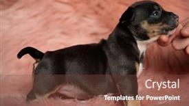  Presentation with bully - Slides enhanced with side-view-of-dutiful-american background and a tawny brown colored foreground