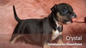  Presentation with bully - Colorful PPT theme enhanced with side-view-of-eager-american backdrop and a tawny brown colored foreground