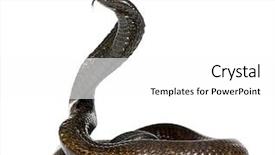  Presentation with egyptian - Presentation theme enhanced with side view of egyptian cobra background and a white colored foreground
