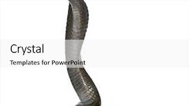  Presentation with egyptian - Amazing PPT theme having side view of egyptian cobra backdrop and a white colored foreground
