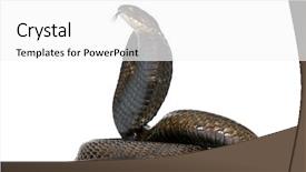  Presentation with egyptian - Amazing PPT layouts having side view of egyptian cobra backdrop and a white colored foreground