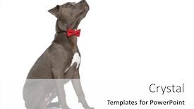  Presentation with elegant - PPT theme enhanced with side-view-of-elegant-american background and a white colored foreground