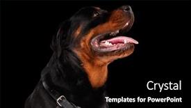  Presentation with rottweiler puppy - Presentation design enhanced with side-view-of-enthusiastic-rottweiler background and a  colored foreground