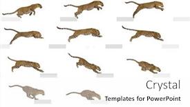  Presentation with feline - Slides consisting of side-view-of-feline-leap background and a white colored foreground